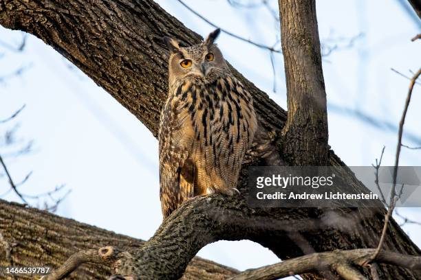 Flaco, a Eurasian eagle owl that escaped from the Central Park Zoo, continues to roost and hunt in Central Park, February 15, 2023 in New York City,...