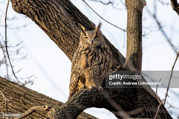 Flaco, a Eurasian eagle owl that escaped from the Central Park Zoo, continues to roost and hunt in Central Park, February 15, 2023 in New York City,...