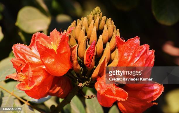 beautiful reddish orange flowers and ampule shaped buds of african tulip tree. spathodea companulata. bignoniaceae family. - african tulip tree stock-fotos und bilder