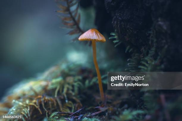 vancouver island forest - green mushroom stock pictures, royalty-free photos & images