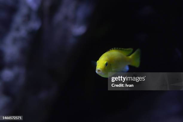 tropical yellow tang fish - blue tang fish stock-fotos und bilder