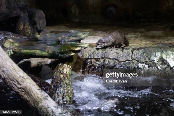 beaver (castor fiber) near the river - france v scotland stock pictures, royalty-free photos & images