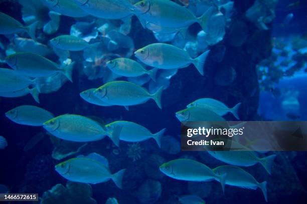 a group of fish in deep sea - yellowfin tuna stock pictures, royalty-free photos & images