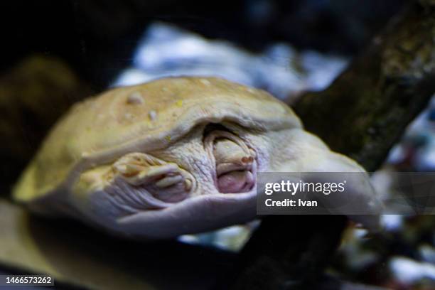 closed of spiny softshell turtle hiding the head - florida softshell turtle stock pictures, royalty-free photos & images