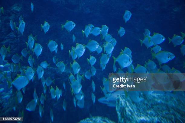 a group of fish in deep sea - yellowfin tuna - fotografias e filmes do acervo