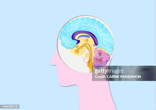 stockillustraties, clipart, cartoons en iconen met human brain. anatomy - middenhersenen