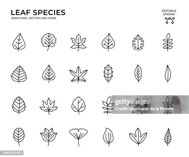 bildbanksillustrationer, clip art samt tecknat material och ikoner med editable stroke vector icon set of leaf species - asp