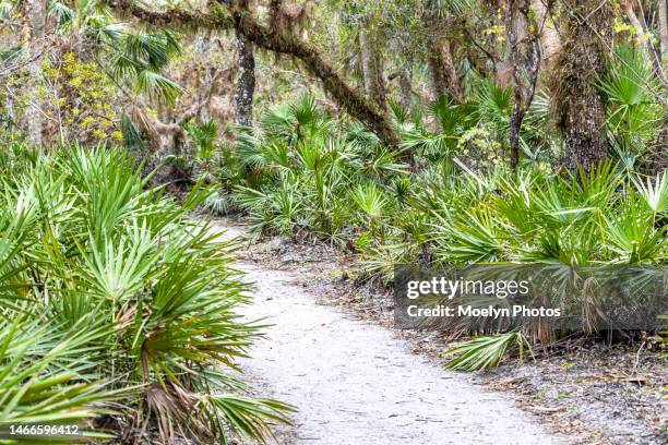 2023 01 28 footpath - myakka river state park - sarasota stock pictures, royalty-free photos & images