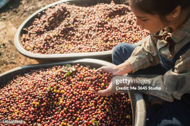 woman harvesting crops from the coffee plantation. portrait of female at farming coffee - coffee farm stock pictures, royalty-free photos & images