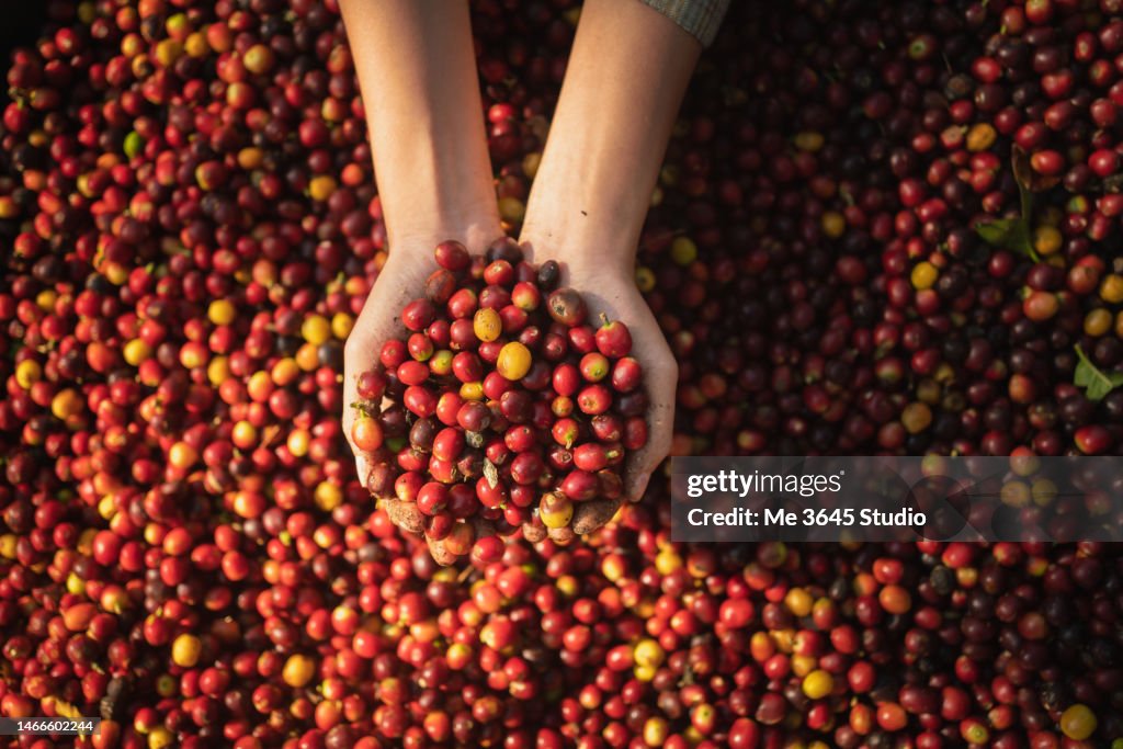 Hands of farmer woman harvesting crops from the coffee plantation