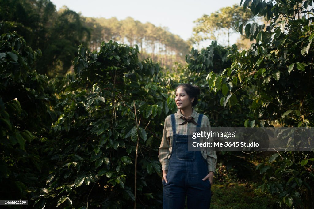 Woman harvesting crops from the coffee plantation. Portrait of female at farming coffee