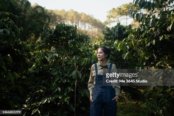 woman harvesting crops from the coffee plantation. portrait of female at farming coffee - coffee plantation stock pictures, royalty-free photos & images