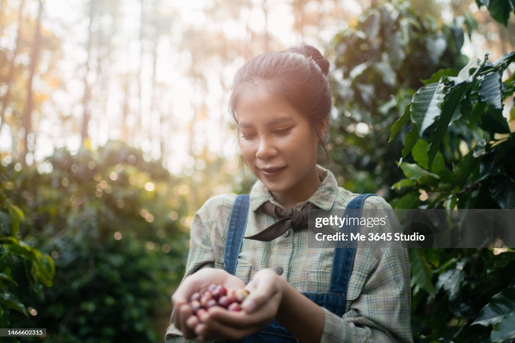 Woman harvesting crops from the coffee plantation. Portrait of female at farming coffee