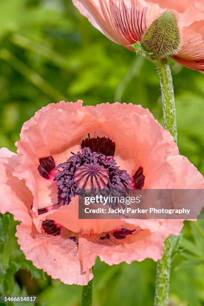 close-up image of papaver oriental poppy  'salmon glow' - poppy stock pictures, royalty-free photos & images