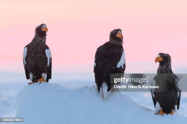 steller's sea eagle (haliaeetus pelagicus) in rausu, hokkaido,japan - sea of okhotsk stock pictures, royalty-free photos & images