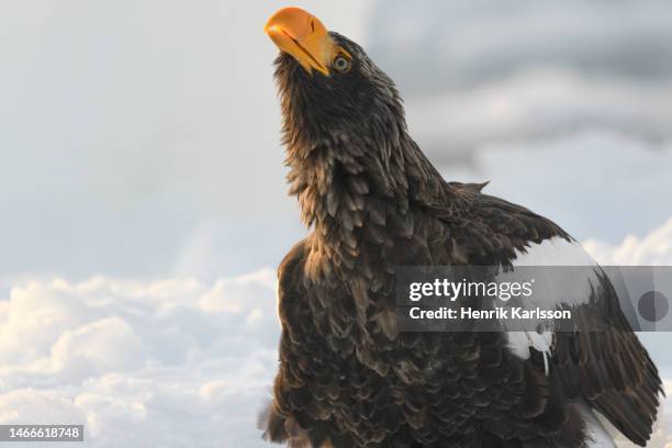 steller's sea eagle (haliaeetus pelagicus) in rausu, hokkaido,japan - sea of okhotsk stock pictures, royalty-free photos & images