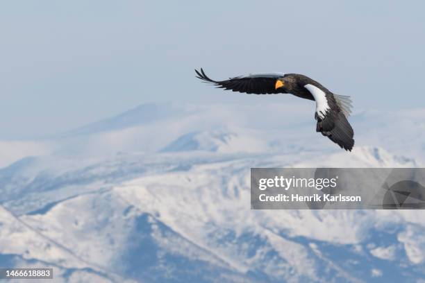 steller's sea eagle (haliaeetus pelagicus) in rausu, hokkaido,japan - sea of okhotsk stock pictures, royalty-free photos & images