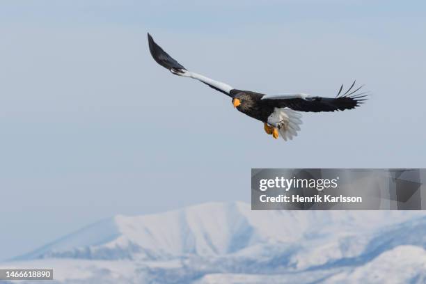 steller's sea eagle (haliaeetus pelagicus) in rausu, hokkaido,japan - sea of okhotsk stock pictures, royalty-free photos & images