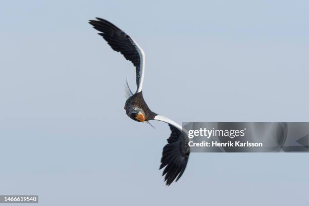 steller's sea eagle (haliaeetus pelagicus) in rausu, hokkaido,japan - sea of okhotsk stock pictures, royalty-free photos & images