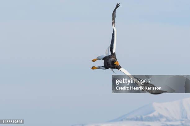 steller's sea eagle (haliaeetus pelagicus) in rausu, hokkaido,japan - sea of okhotsk stock pictures, royalty-free photos & images