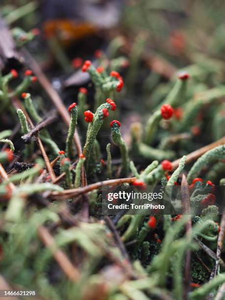 stems of green moss-like lichens cladonia - flechte stock-fotos und bilder