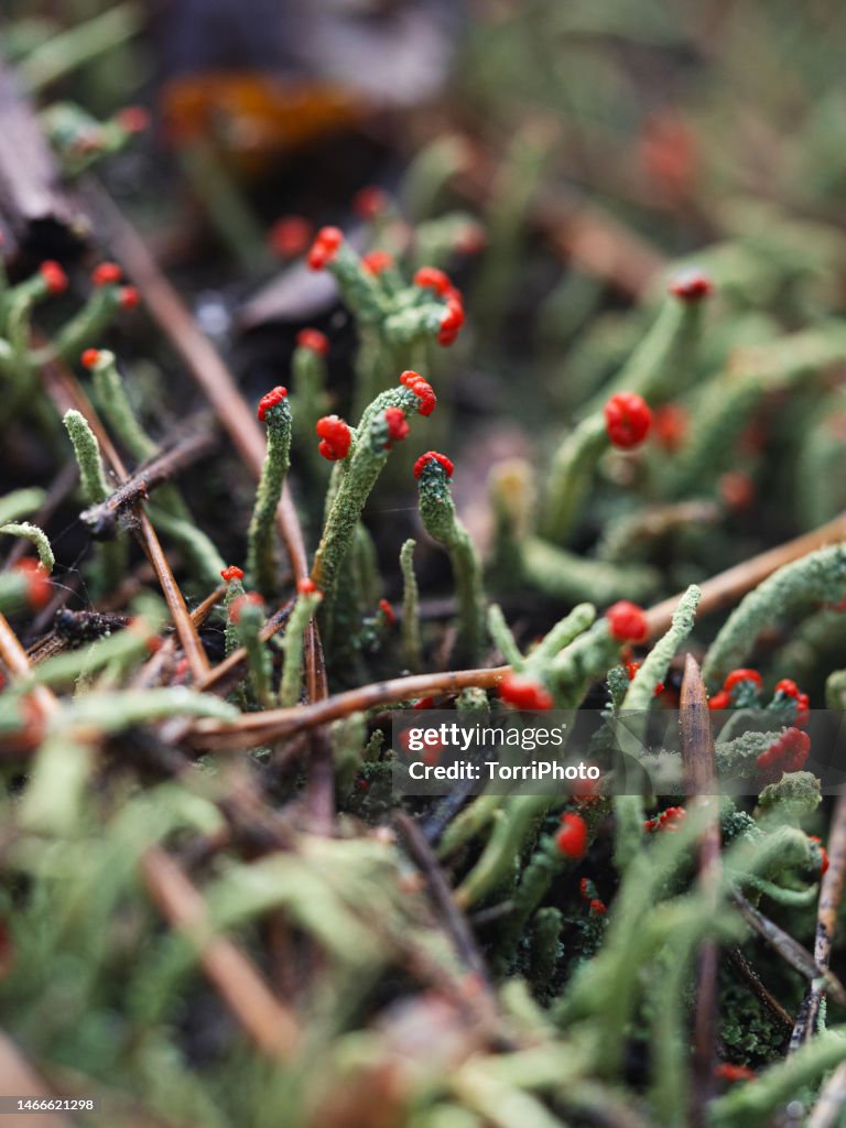 Stems of green moss-like lichens Cladonia