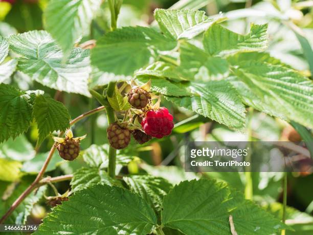 raspberry on green bush in sunlight - himbeerpflanze stock-fotos und bilder