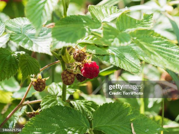 raspberry on green bush in sunlight - framboeseiro imagens e fotografias de stock