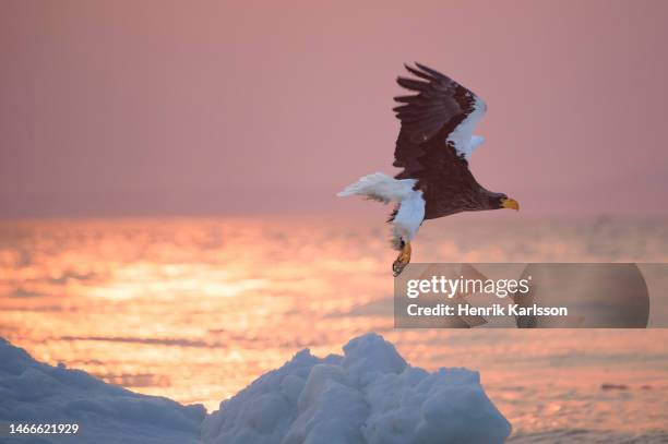 steller's sea eagle (haliaeetus pelagicus) in rausu, hokkaido,japan - sea of okhotsk stock pictures, royalty-free photos & images