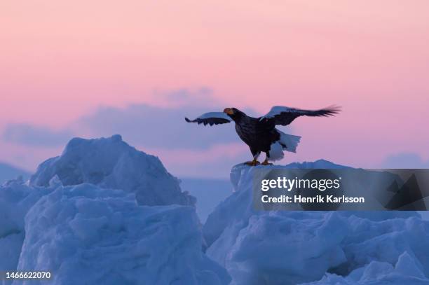 steller's sea eagle (haliaeetus pelagicus) in rausu, hokkaido,japan - sea of okhotsk stock pictures, royalty-free photos & images