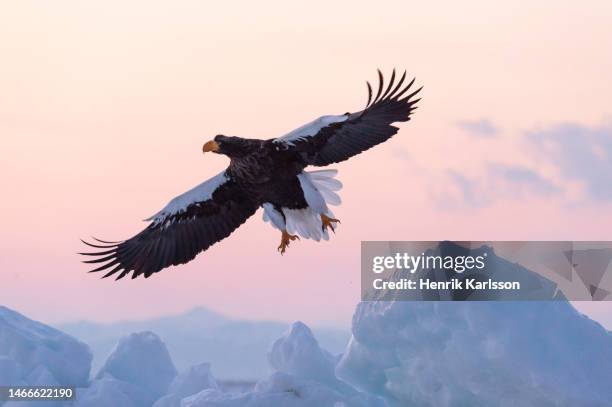 steller's sea eagle (haliaeetus pelagicus) in rausu, hokkaido,japan - sea of okhotsk stock pictures, royalty-free photos & images