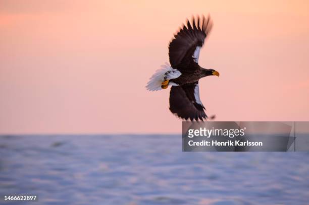 steller's sea eagle (haliaeetus pelagicus) in rausu, hokkaido,japan - sea of okhotsk stock pictures, royalty-free photos & images