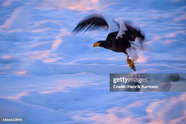 steller's sea eagle (haliaeetus pelagicus) in rausu, hokkaido,japan - sea of okhotsk stock pictures, royalty-free photos & images