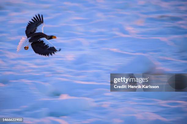 steller's sea eagle (haliaeetus pelagicus) in rausu, hokkaido,japan - sea of okhotsk stock pictures, royalty-free photos & images