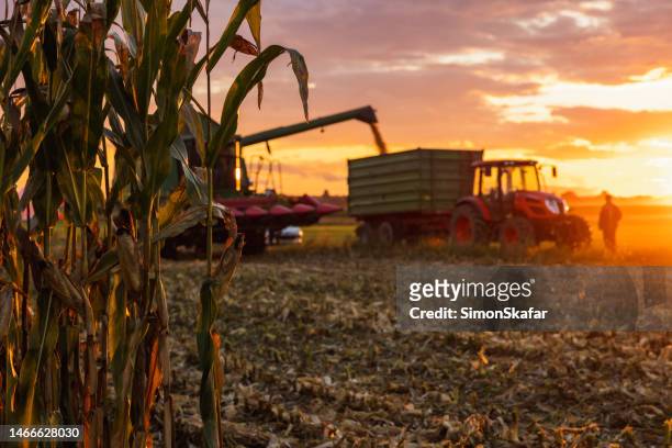 la mietitrebbia riempie il mais in un rimorchio attaccato a un trattore sul campo coltivato, contadino in piedi accanto al trattore durante il tramonto - harvesting foto e immagini stock