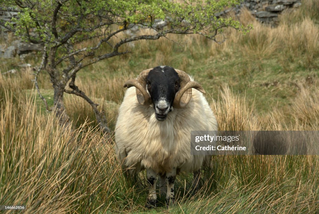 Sheep in Ireland