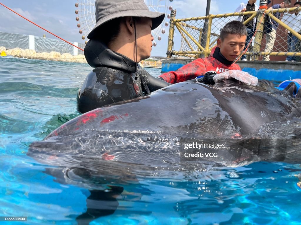An Stranded Pygmy Sperm Whale Rescued In Sanya