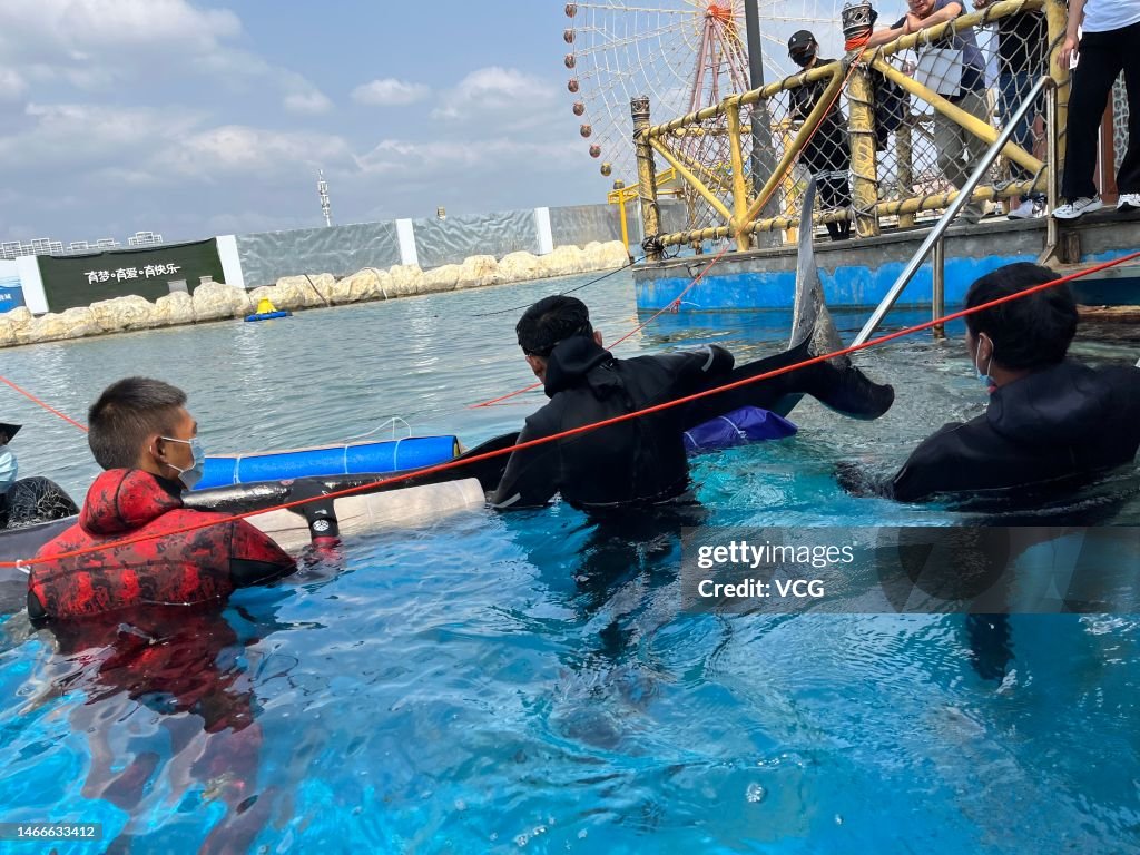 An Stranded Pygmy Sperm Whale Rescued In Sanya