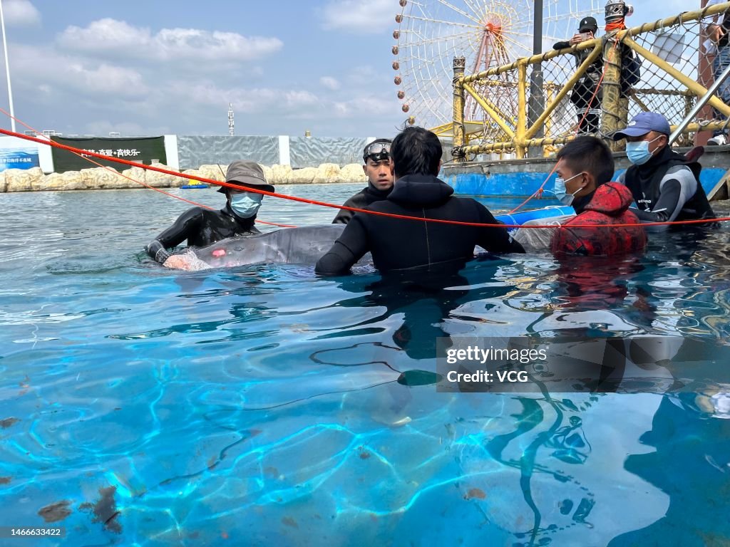 An Stranded Pygmy Sperm Whale Rescued In Sanya