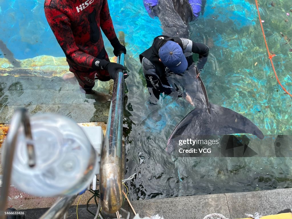 An Stranded Pygmy Sperm Whale Rescued In Sanya