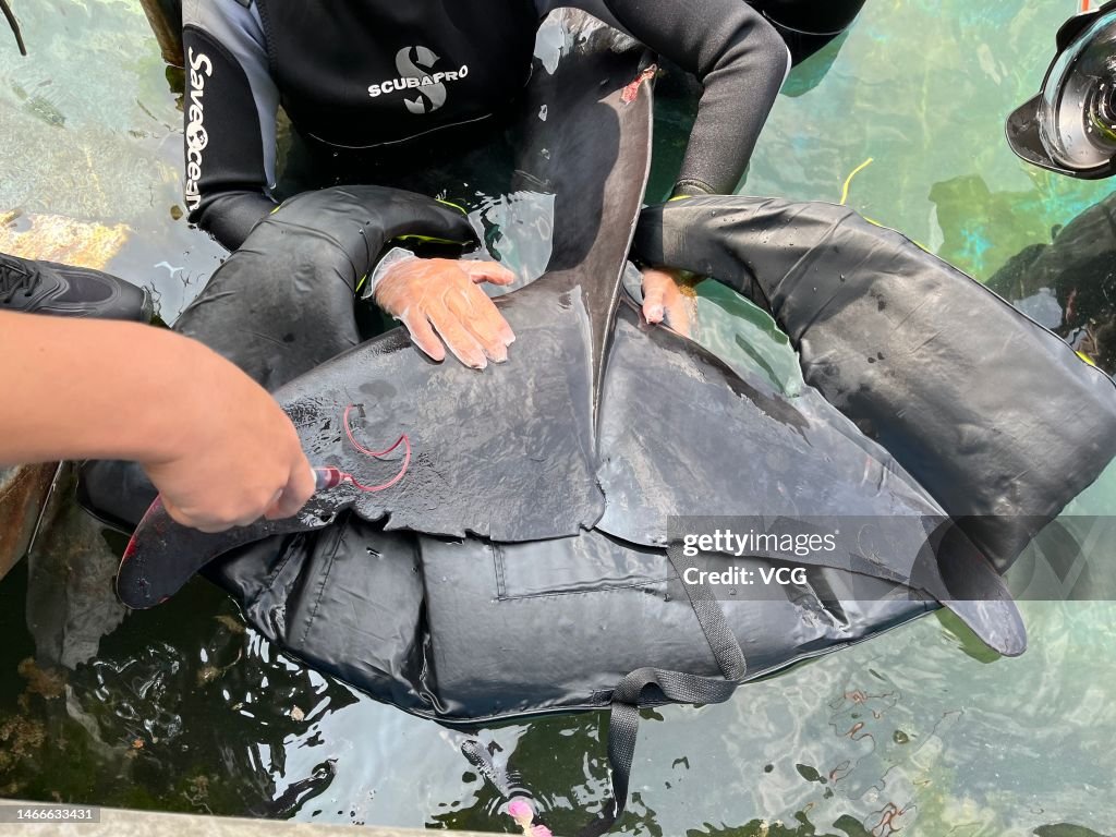 An Stranded Pygmy Sperm Whale Rescued In Sanya
