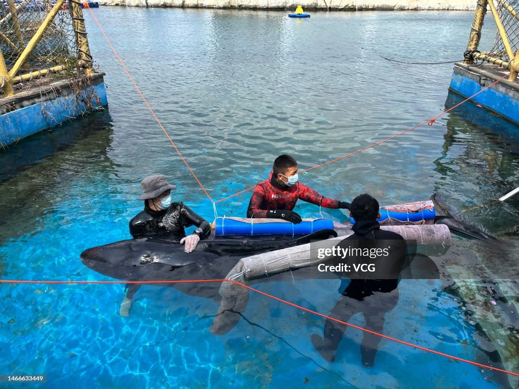 An Stranded Pygmy Sperm Whale Rescued In Sanya
