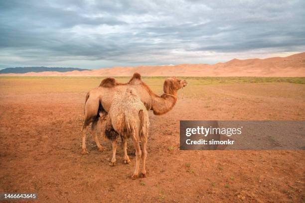 bactrian camels standing against sand dunes - bactrian camel stock pictures, royalty-free photos & images