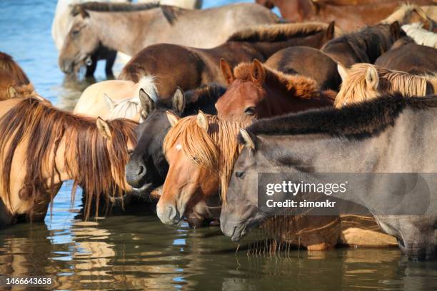 pferde stehen im see - innere mongolei stock-fotos und bilder