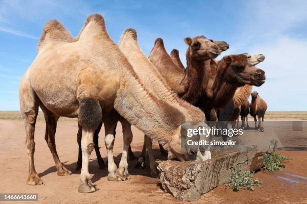 bactrian camels drinking water - bactrian camel stock pictures, royalty-free photos & images