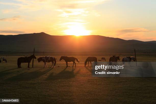 pferde stehen in der steppe - innere mongolei stock-fotos und bilder