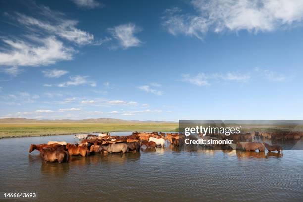 cavalos em pé no lago - mongólia interior - fotografias e filmes do acervo