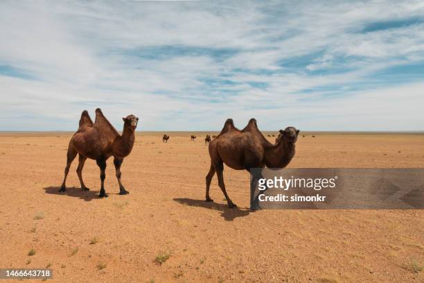 camelos bactrianos andando no deserto - mongólia interior - fotografias e filmes do acervo
