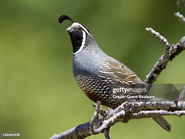 california quail - quail bird 個照片及圖片檔