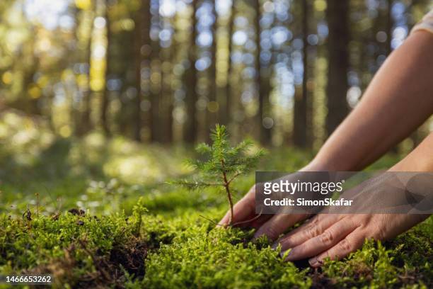 adult woman planting a young tree in the forest on moss,environmental protection - reforestation stock pictures, royalty-free photos & images